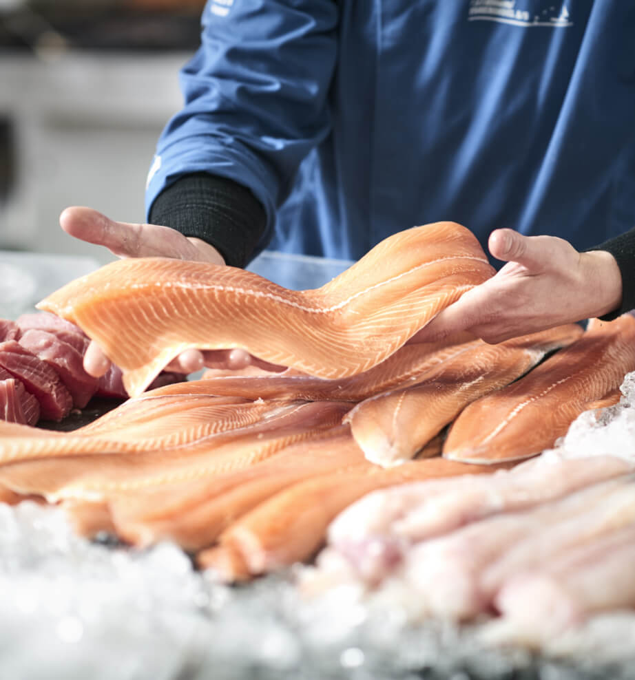 Fresh salmon fish being sorted by Catanese Classics Fresh salmon fish being sorted by Catanese Classics